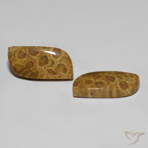 Gemme di Corallo fossile Multicolore naturale da 17.76 ct, Taglio a fantasia, Opaco