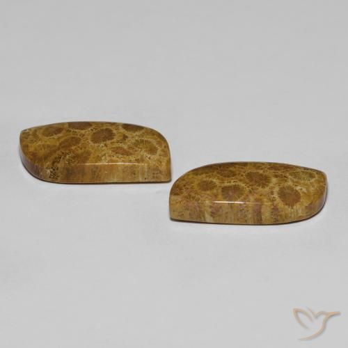 Gemme di Corallo fossile Multicolore naturale da 17.76 ct, Taglio a fantasia, Opaco