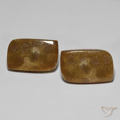 30.11ctw Naturale Multicolore Corallo fossile, Taglio a fantasia, Opaco