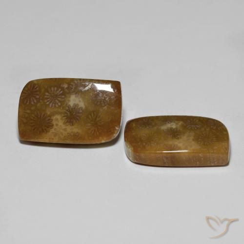 Gemme di Corallo fossile Multicolore naturale da 30.11 ct, Taglio a fantasia, Opaco