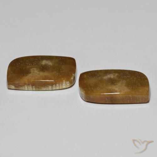 Gemme di Corallo fossile Multicolore naturale da 30.11 ct, Taglio a fantasia, Opaco