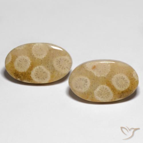 28.88ctw Naturale Multicolore Corallo fossile, Ovale, Opaco