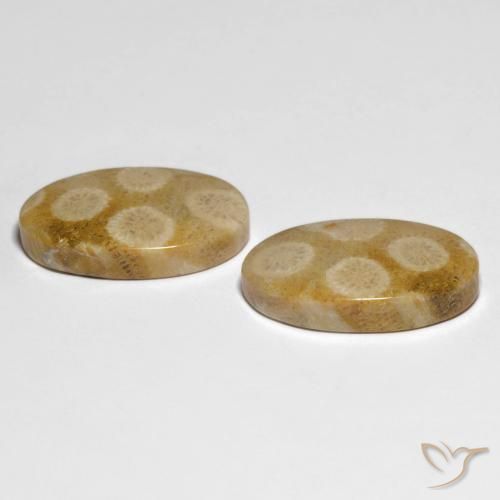 Gemme di Corallo fossile Multicolore naturale da 28.88 ct, Ovale, Opaco