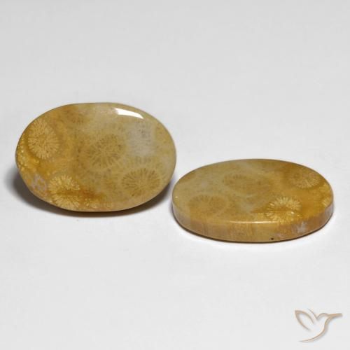 Gemme di Corallo fossile Multicolore naturale da 29.58 ct, Ovale, Opaco