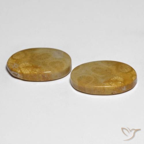 Gemme di Corallo fossile Multicolore naturale da 29.58 ct, Ovale, Opaco