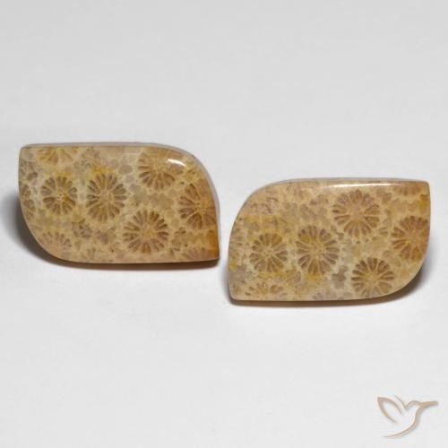 25.29ctw Naturale Multicolore Corallo fossile, Taglio a fantasia, Opaco