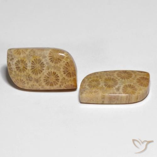 Gemme di Corallo fossile Multicolore naturale da 25.29 ct, Taglio a fantasia, Opaco