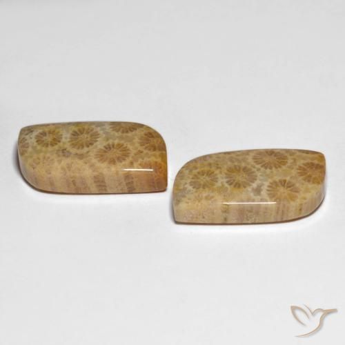 Gemme di Corallo fossile Multicolore naturale da 25.29 ct, Taglio a fantasia, Opaco