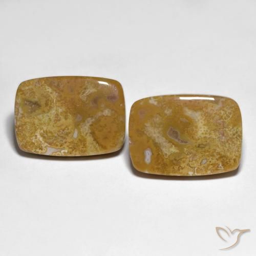 27.23ctw Naturale Multicolore Corallo fossile, Cuscino, Opaco