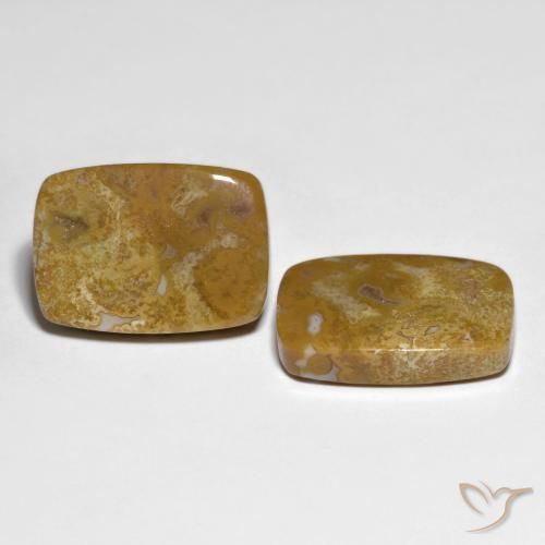 Gemme di Corallo fossile Multicolore naturale da 27.23 ct, Cuscino, Opaco