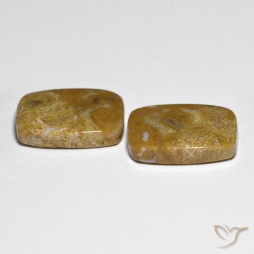 Gemme di Corallo fossile Multicolore naturale da 27.23 ct, Cuscino, Opaco