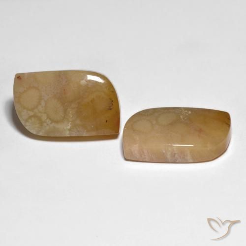 Gemme di Corallo fossile Multicolore naturale da 30.66 ct, Taglio a fantasia, Opaco