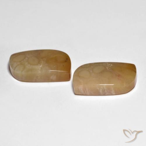 Gemme di Corallo fossile Multicolore naturale da 30.66 ct, Taglio a fantasia, Opaco