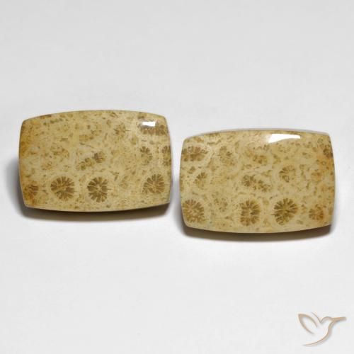 32.19ctw Naturale Multicolore Corallo fossile, Cuscino, Opaco
