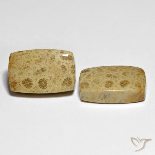 Gemme di Corallo fossile Multicolore naturale da 32.19 ct, Cuscino, Opaco