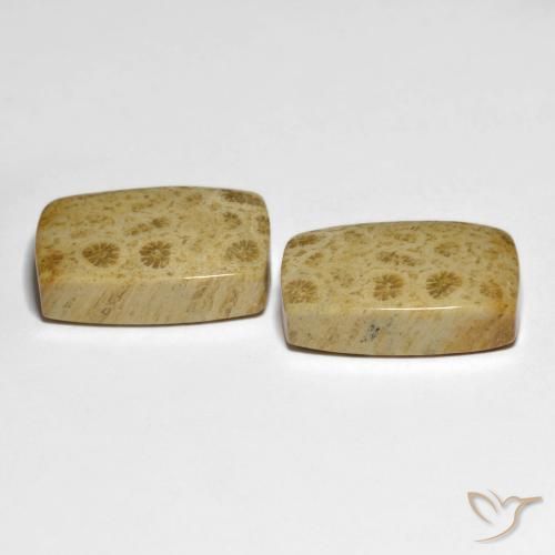 Gemme di Corallo fossile Multicolore naturale da 32.19 ct, Cuscino, Opaco