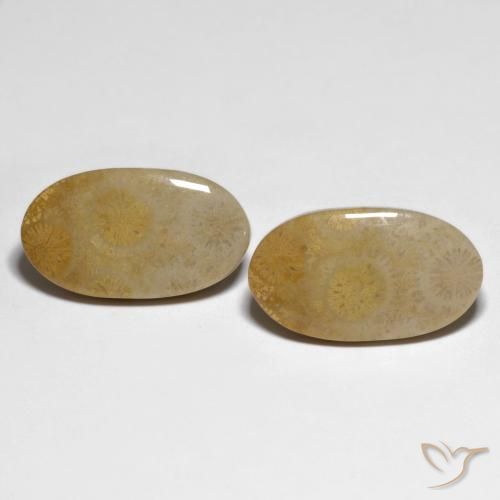 20.84ctw Naturale Multicolore Corallo fossile, Ovale, Opaco