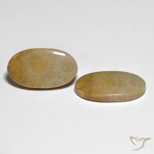 Gemme di Corallo fossile Multicolore naturale da 20.84 ct, Ovale, Opaco