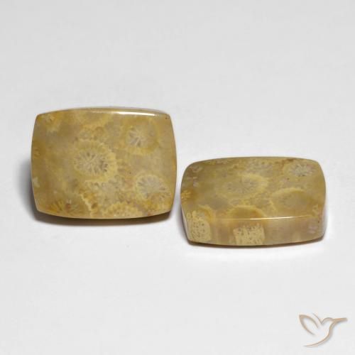 Gemme di Corallo fossile Multicolore naturale da 22.82 ct, Cuscino, Opaco