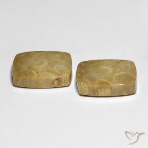 Gemme di Corallo fossile Multicolore naturale da 22.82 ct, Cuscino, Opaco
