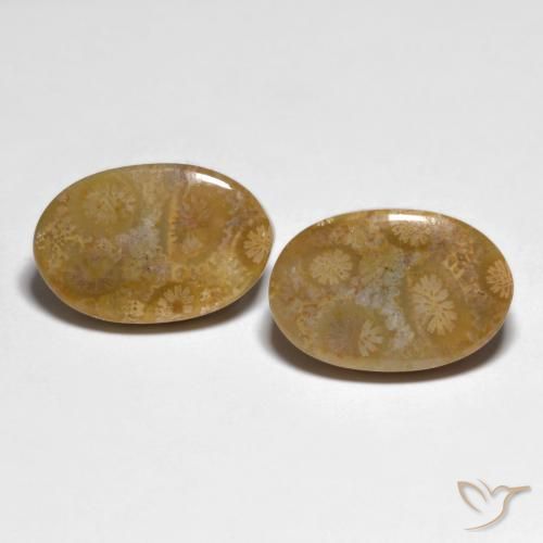 19.51ctw Naturale Multicolore Corallo fossile, Ovale, Opaco, Photo A