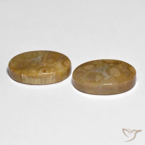 Gemme di Corallo fossile Multicolore naturale da 19.51 ct, Ovale, Opaco