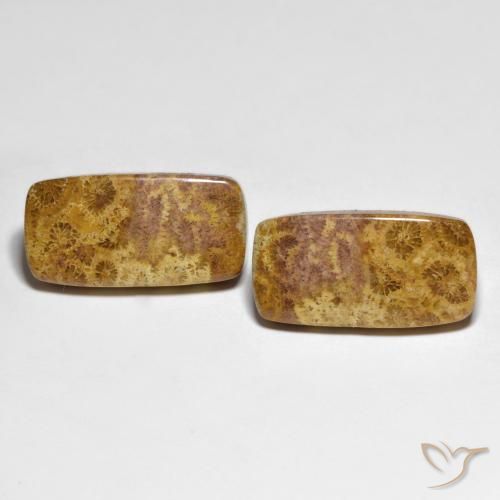 21.66ctw Naturale Multicolore Corallo fossile, Cuscino, Opaco