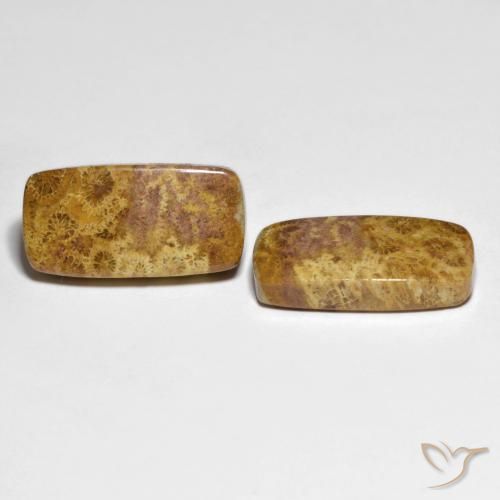 Gemme di Corallo fossile Multicolore naturale da 21.66 ct, Cuscino, Opaco