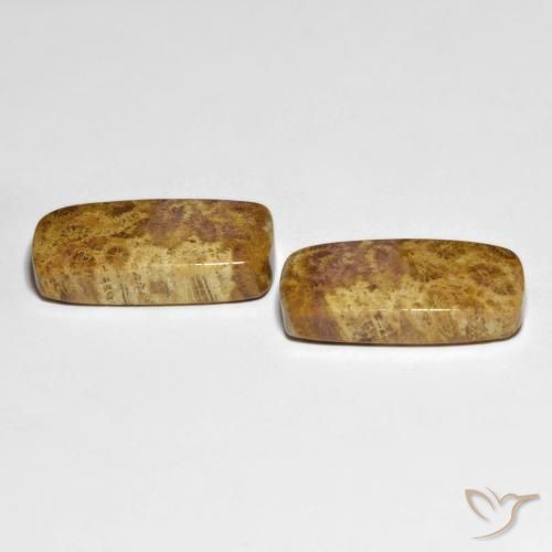 Gemme di Corallo fossile Multicolore naturale da 21.66 ct, Cuscino, Opaco