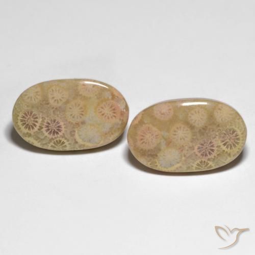 26.13ctw Naturale Multicolore Corallo fossile, Ovale, Opaco