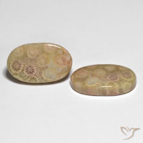 Gemme di Corallo fossile Multicolore naturale da 26.13 ct, Ovale, Opaco
