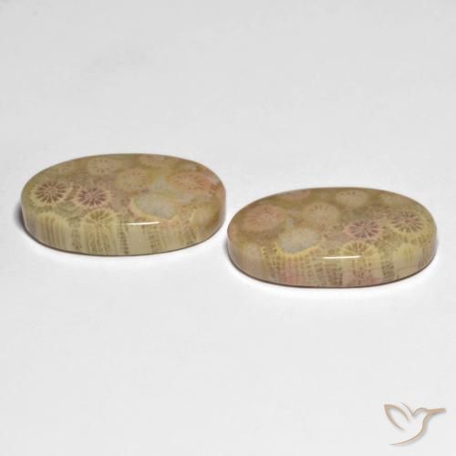 Gemme di Corallo fossile Multicolore naturale da 26.13 ct, Ovale, Opaco