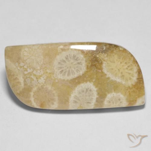 Corallo fossile Multicolore naturale da 13.52 ct, Forma fantasia, Opaco