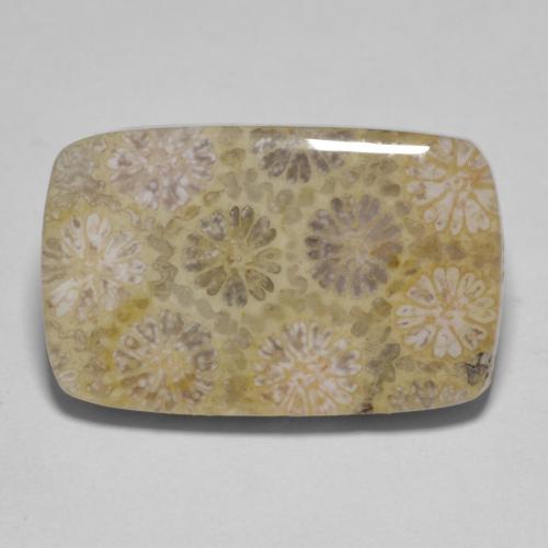 Corallo fossile Multicolore naturale da 15.35 ct, Taglio a cuscino, Opaco