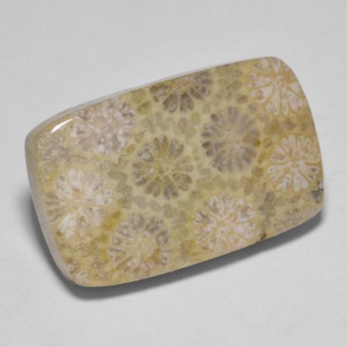 Corallo fossile Multicolore naturale da 15.35 ct, Taglio a cuscino, Opaco