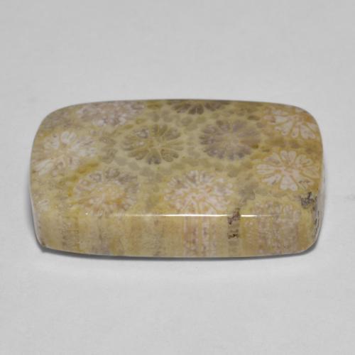 Corallo fossile Multicolore naturale da 15.35 ct, Taglio a cuscino, Opaco