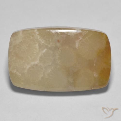 16.72ct Naturale Multicolore Corallo fossile, Cuscino, Opaco