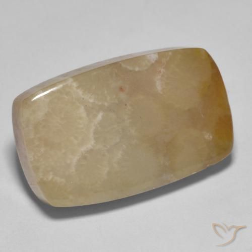 Corallo fossile Multicolore naturale da 16.72 ct, Cuscino, Opaco
