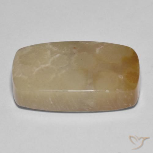 Corallo fossile Multicolore naturale da 16.72 ct, Cuscino, Opaco