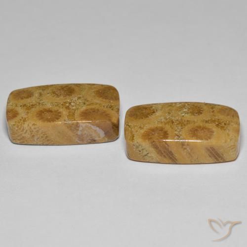 Gemme di Corallo fossile Multicolore naturale da 23.03 ct, Cuscino, Opaco