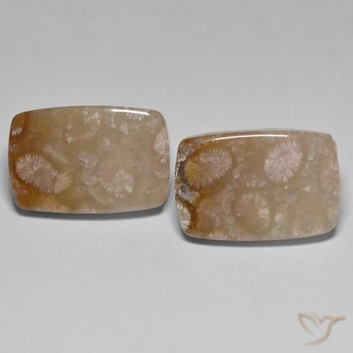 26.92ctw Naturale Multicolore Corallo fossile, Cuscino, Traslucido