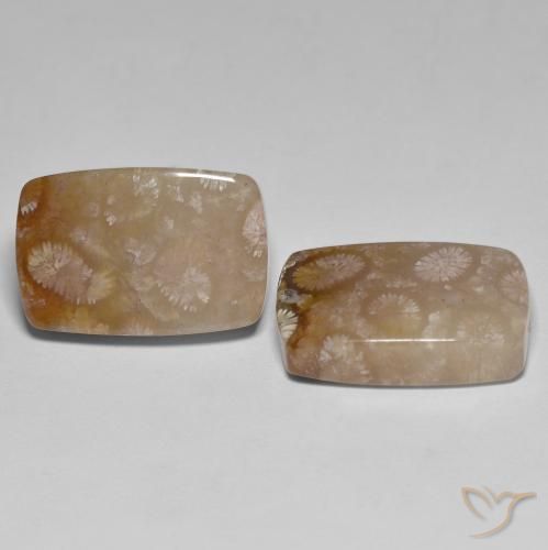 Gemme di Corallo fossile Multicolore naturale da 26.92 ct, Cuscino, Traslucido