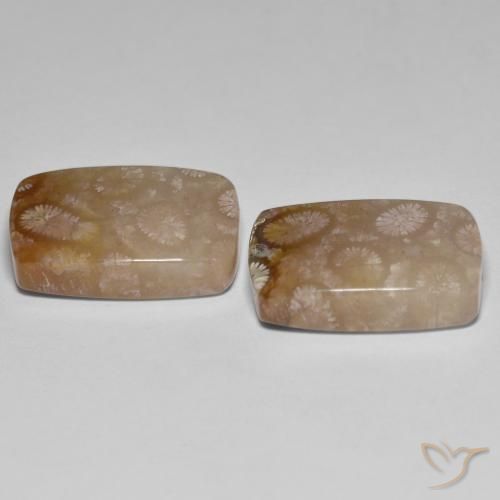 Gemme di Corallo fossile Multicolore naturale da 26.92 ct, Cuscino, Traslucido