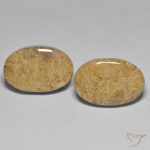 24.35ctw Naturale Multicolore Corallo fossile, Ovale, Opaco