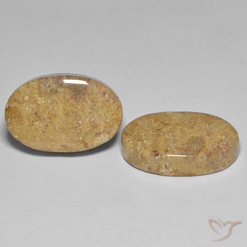 Gemme di Corallo fossile Multicolore naturale da 24.35 ct, Ovale, Opaco