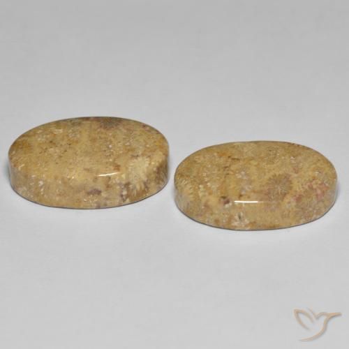 Gemme di Corallo fossile Multicolore naturale da 24.35 ct, Ovale, Opaco