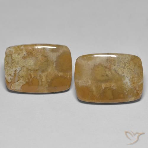 25.23ctw Naturale Multicolore Corallo fossile, Cuscino, Opaco