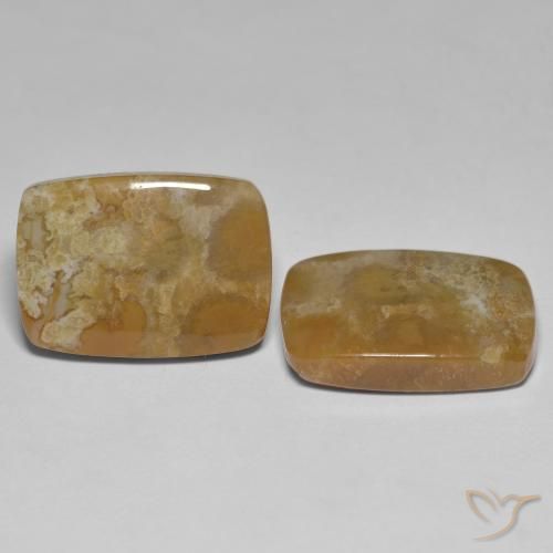 Gemme di Corallo fossile Multicolore naturale da 25.23 ct, Cuscino, Opaco