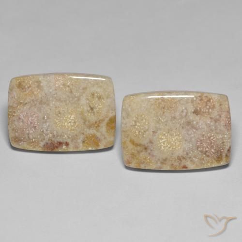 27.18ctw Naturale Multicolore Corallo fossile, Cuscino, Opaco