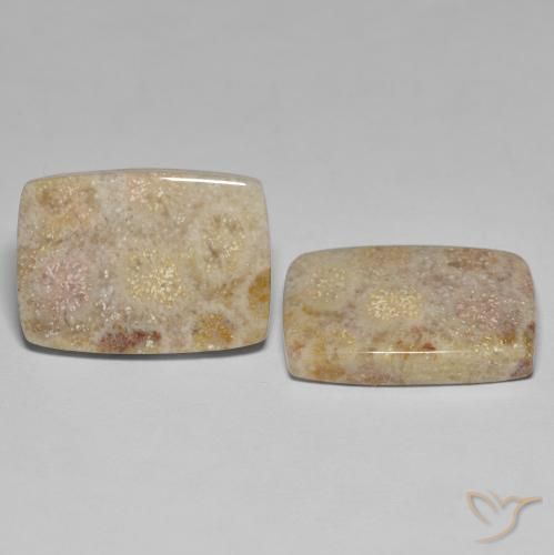 Gemme di Corallo fossile Multicolore naturale da 27.18 ct, Cuscino, Opaco